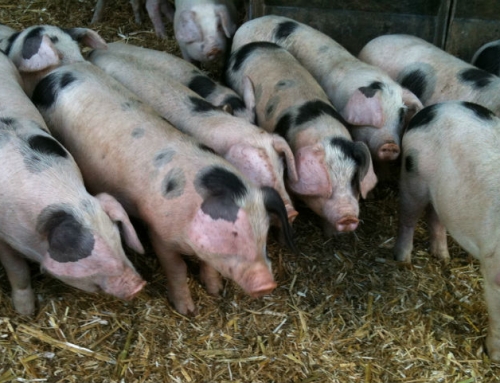 Dales Water Collaborates with Pig World