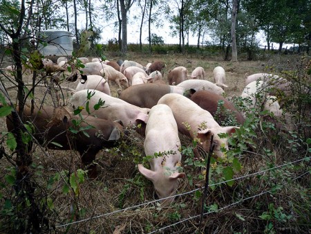 Boreholes for Pig Farms