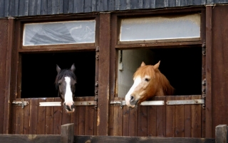 Boreholes for Stables and Race Horses