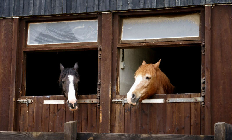 Boreholes for Stables and Race Horses